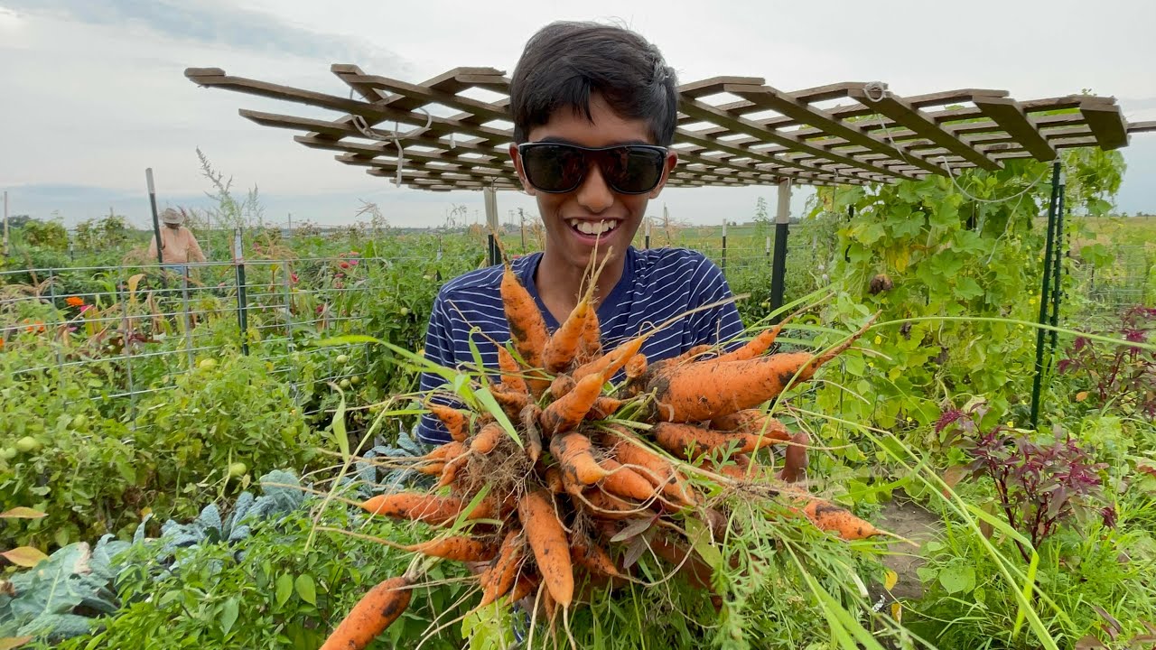Harvesting carrots and beet roots