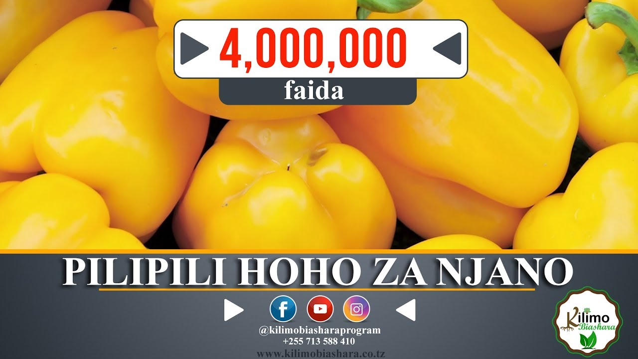 PILI PILI HOHO YA NJANO