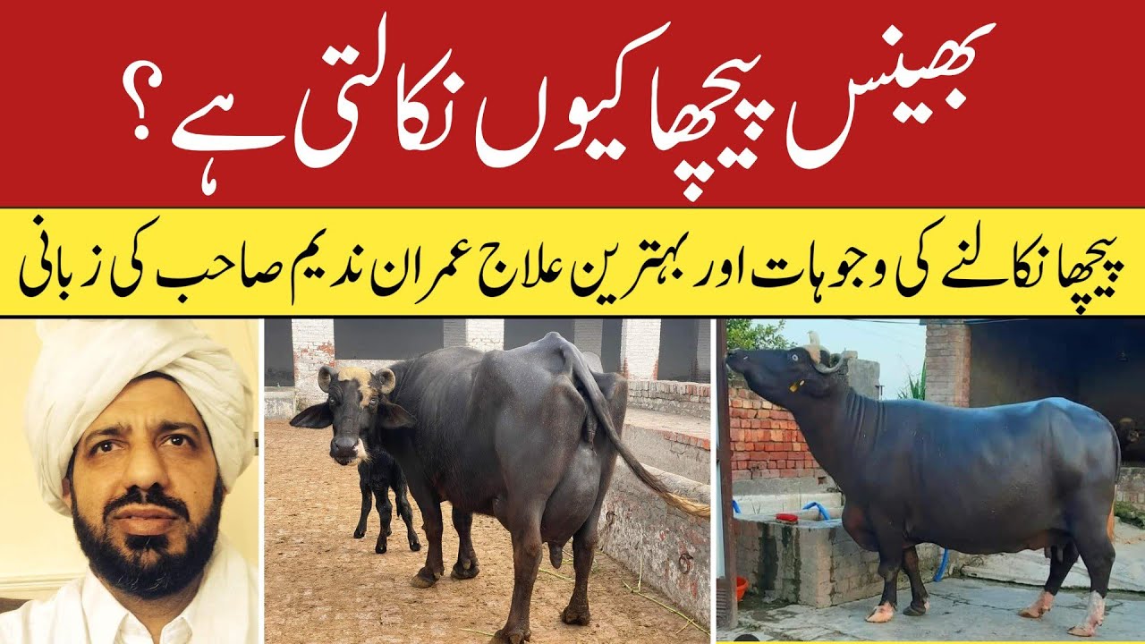 Prolapse treatment for buffaloes | bhains k peecha nikalnay ka ilaj