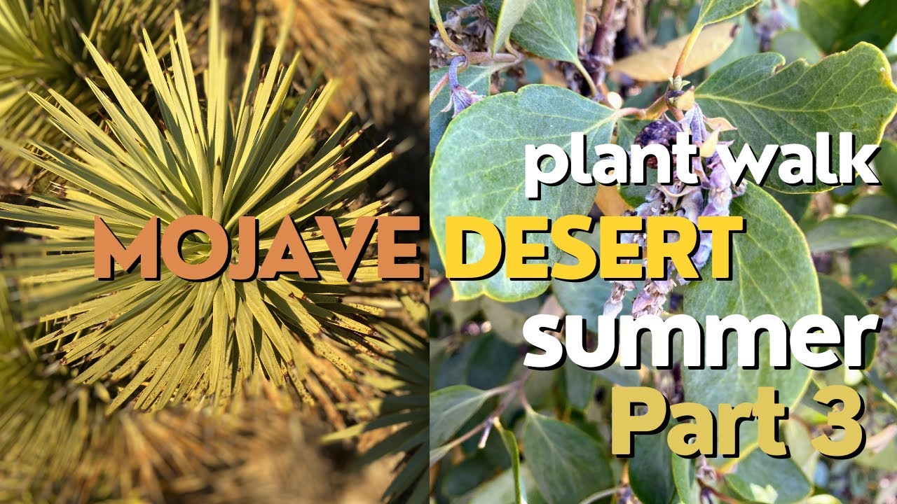 Mojave Desert Plant Walk - Part 3 (Piñon, silk tassel, sagebrush, & more)