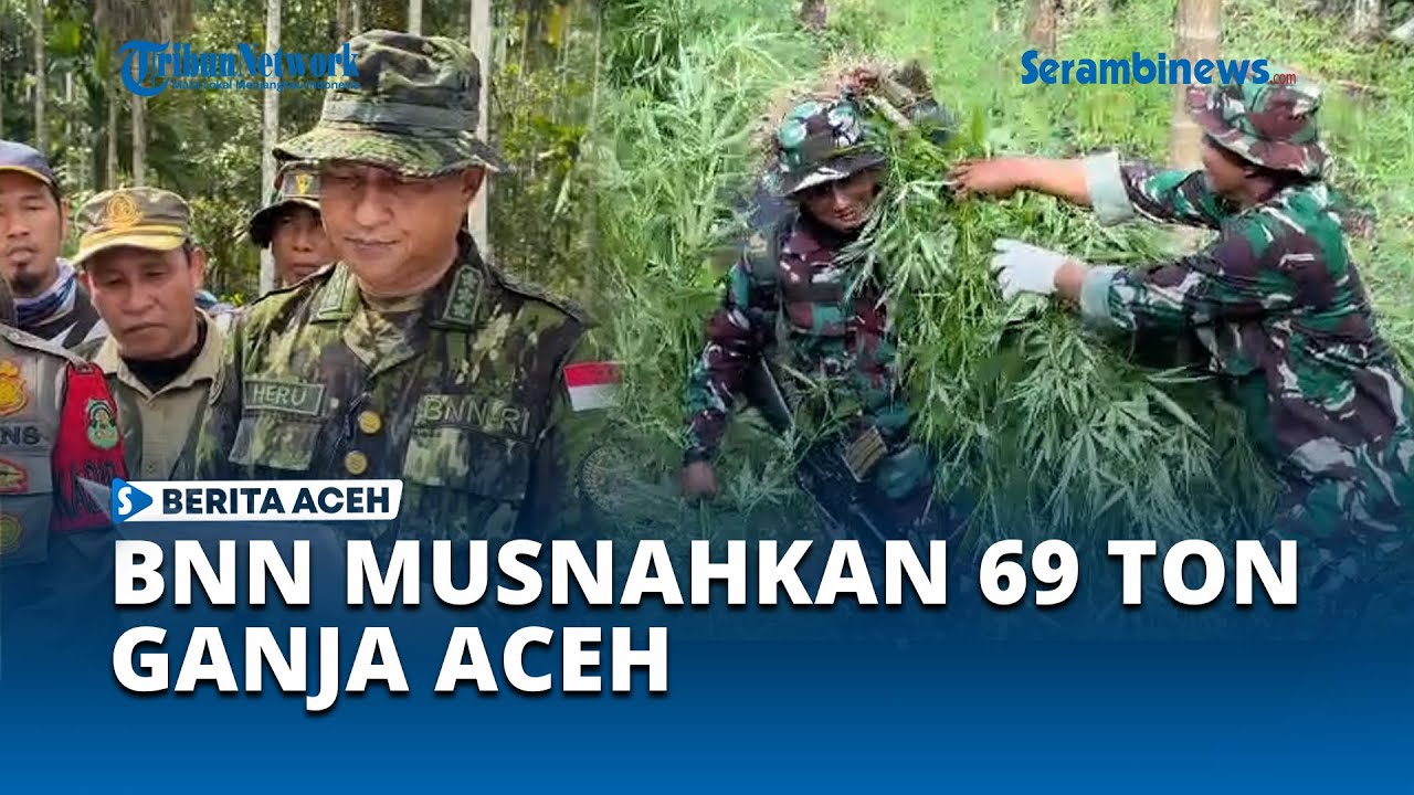 BNN Pusat Musnahkan 97000 Batang Ganja di Teupin Reusep Aceh Utara
