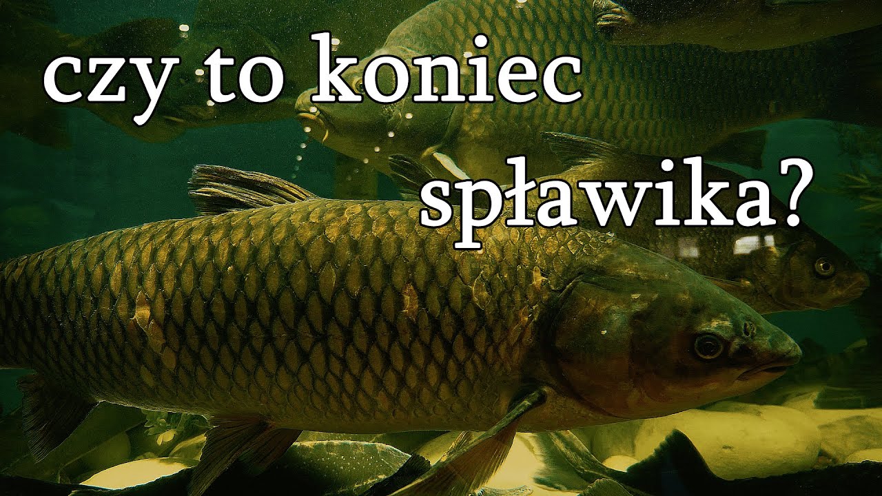 Nadszedł zmierzch spławika? Rybomania 2024