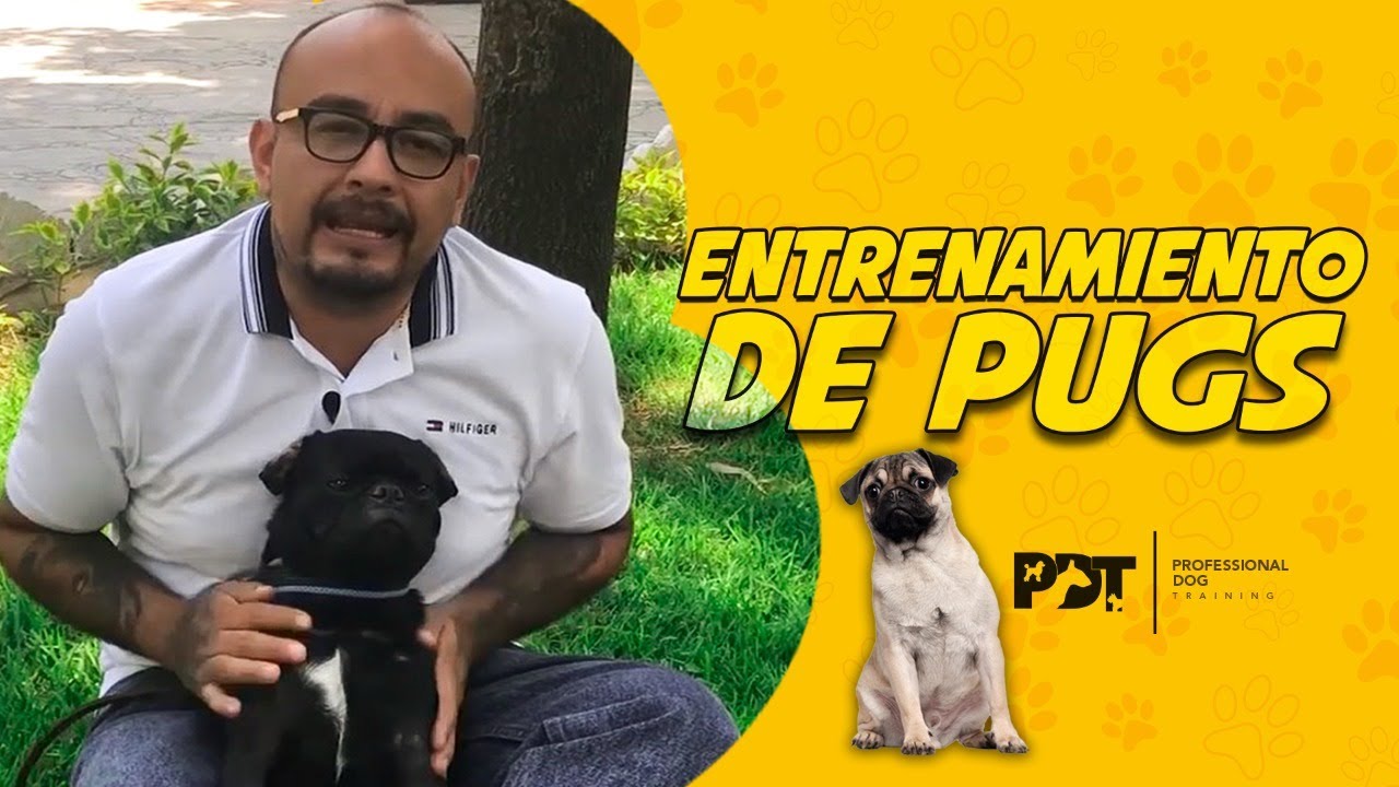DATOS CURIOSOS de los PUGS 😮🐶 | Professional Dog Training