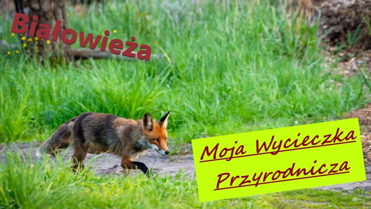 Białowieża Moja Wycieczka Przyrodnicza cz.2 Ostatnia