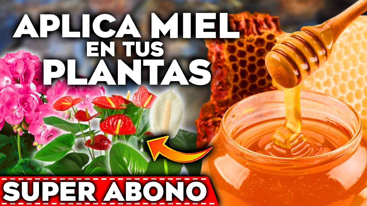 MIEL en tus PLANTAS!! Usos de la MIEL para CUIDAR tus PLANTAS | ABONO CASERO de MIEL para FLORES
