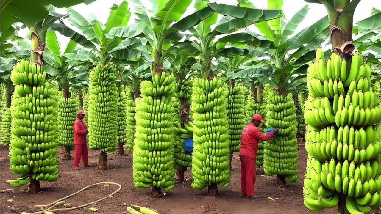 CÓMO se FABRICAN los PLÁTANOS 🍌 | El INCREÍBLE PROCESO de CULTIVO, COSECHA y PRODUCCIÓN