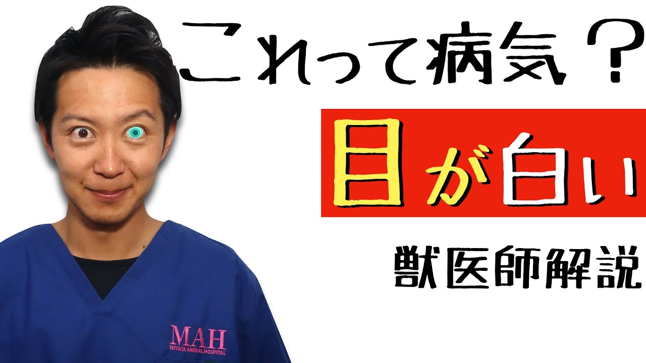獣医師解説【目が白い】さぁ、どうしましょう次の一手。