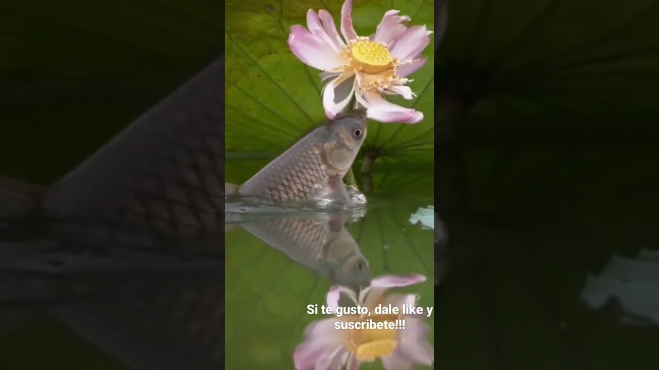 carpa Amur tremenda