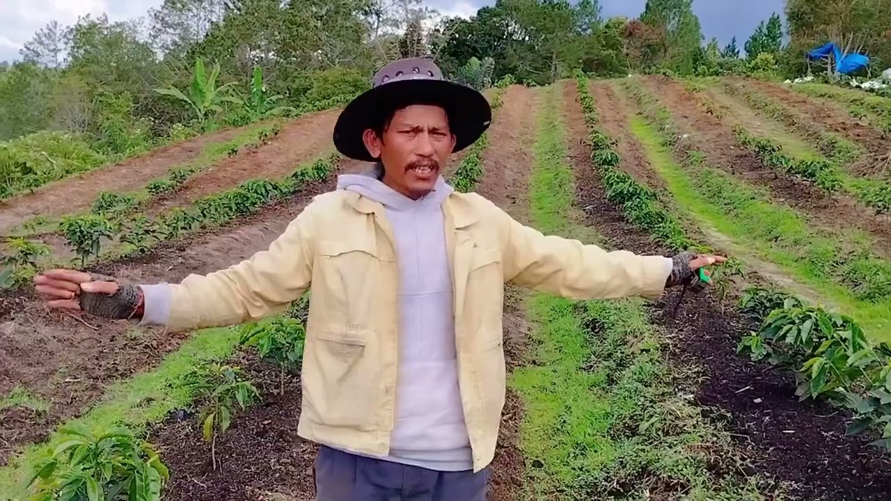 Kopi Arabika tanam pagar