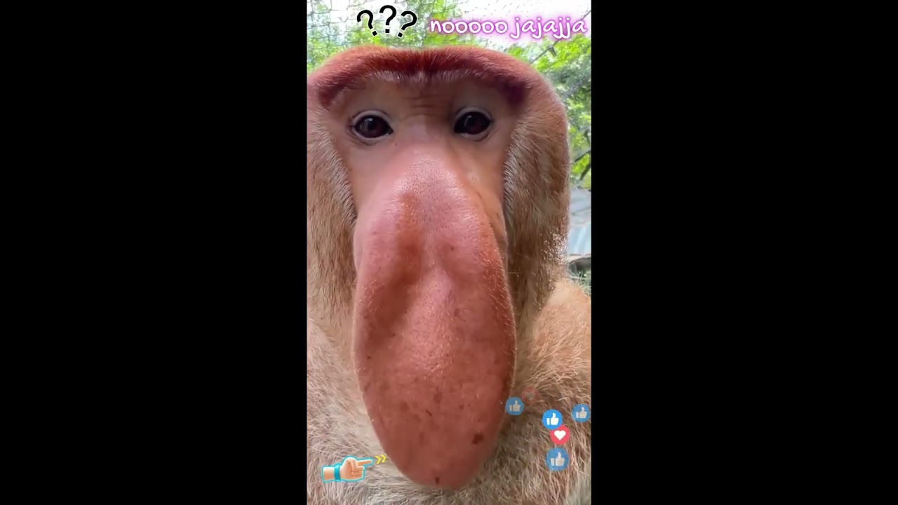 bizco  mono viral
