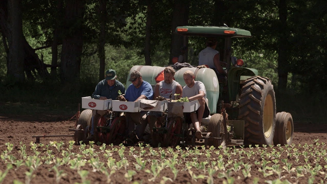 Burley Tobacco Season with Webb Family and Crew
