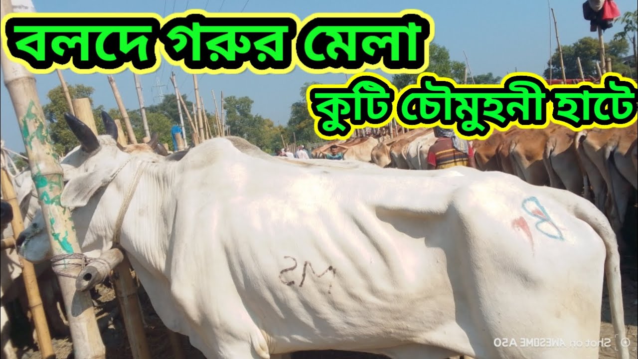বিখ্যাত কুটি চৌমুহনী বলদ গরুর মেলা বসছে কি পরিমাণ বলদ গরু আসছে বাজারে #গরুর_বাজার