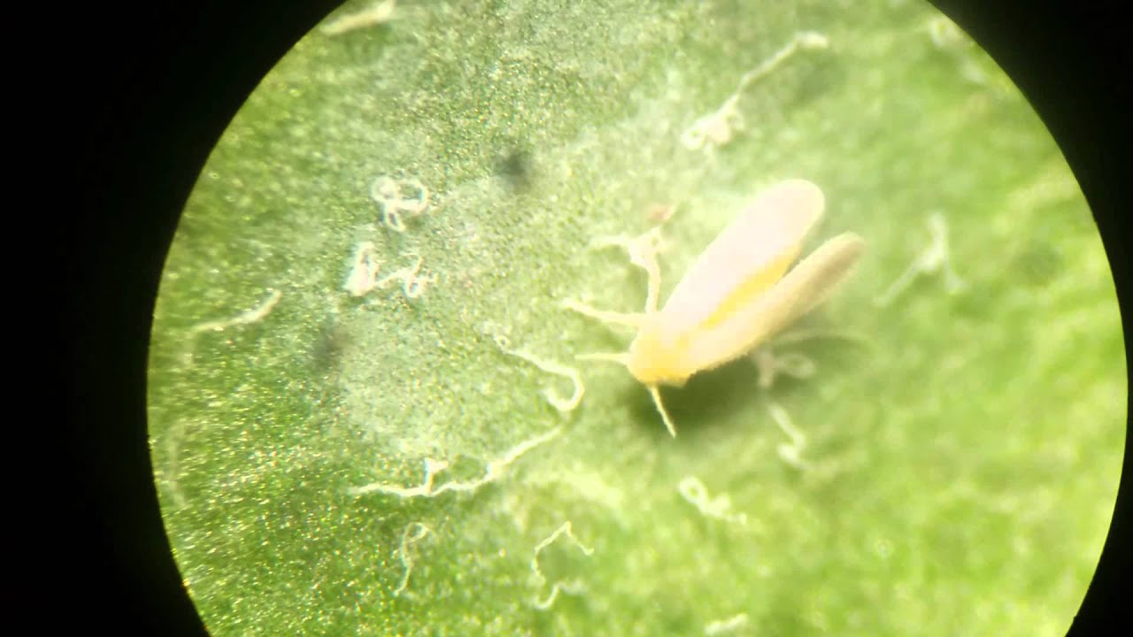 Bemisia tabaci Adult and Beauveria bassiana 'GHA' Hyphae