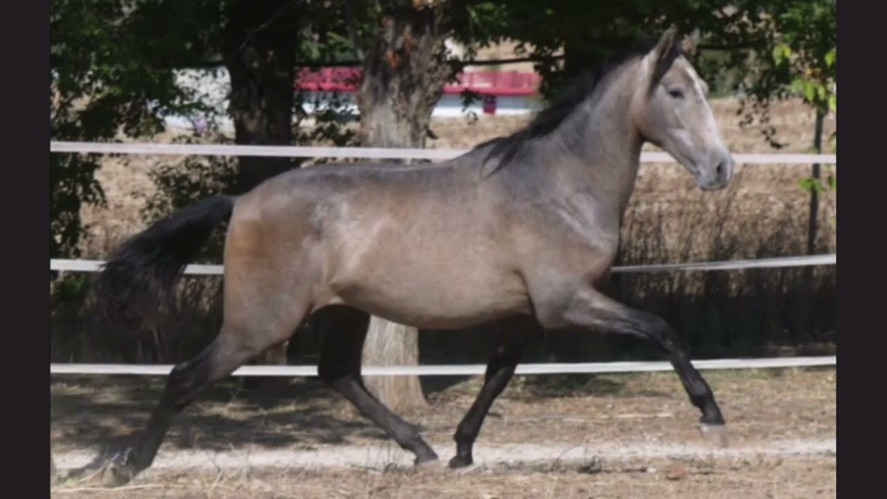 BAGABU /// + images & info : https://es.iberhorse.com/producto/bagabu/