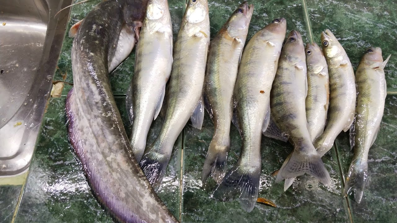 Adana çatalan köprüsü sudak avı