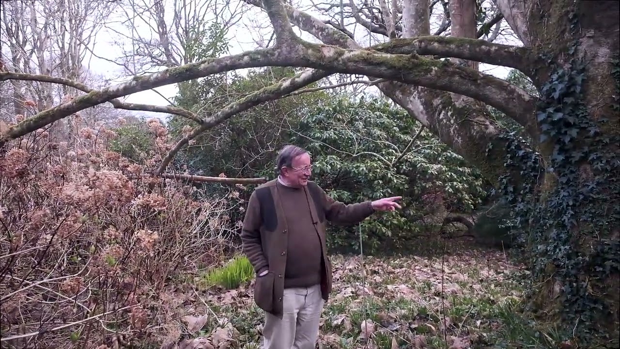 Burncoose 30 acre gardens in March - Open and free to the public