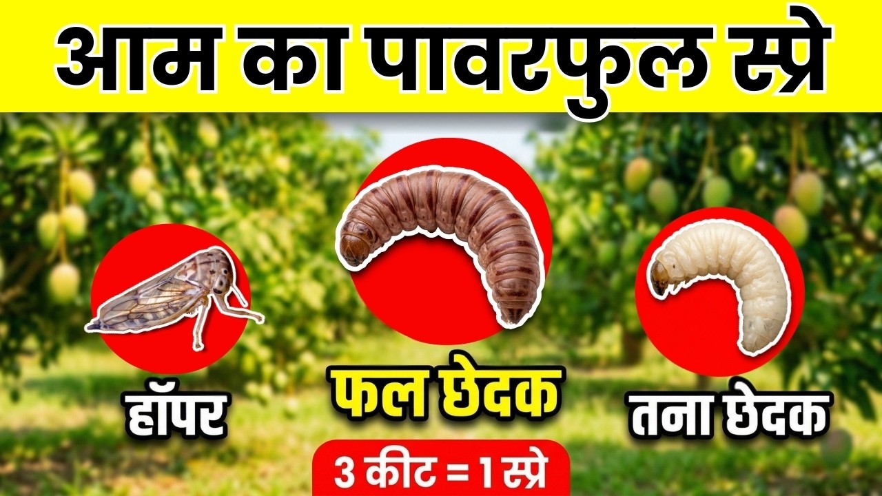 आम में 3 कीट का अंत 🔥 हॉपर, तना छेदक, फल छेदक के लिए 1 स्प्रे
