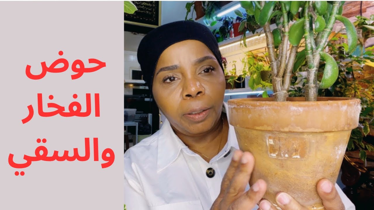 فوائد استخدام حوض الفخار للنباتات | جمال طبيعي وصحة لنباتاتك 🪴