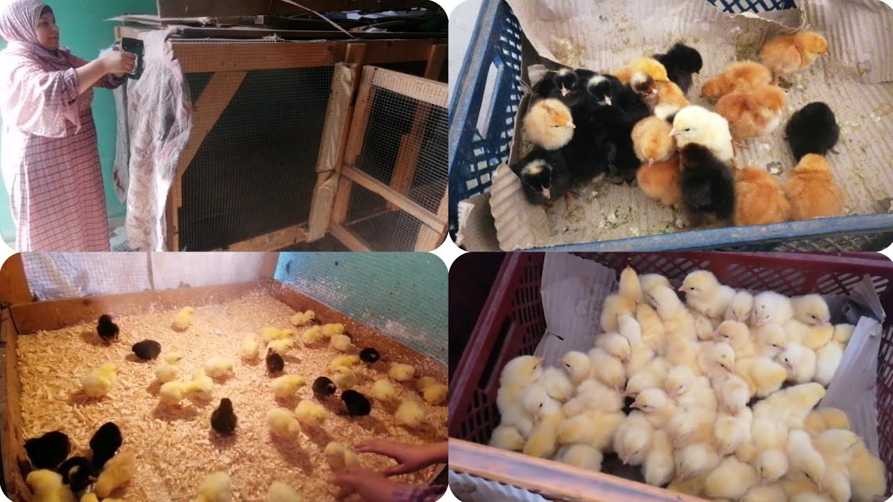 دورة تربية فراخ لرمضان 2026 🐥💥 حضّري مشروعك من الصفر واربح بسرعة