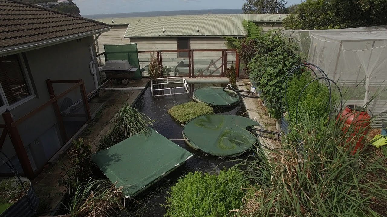 How to Turn a City Swimming Pool into an Organic Fish Farm - Pool to Pond to Plate