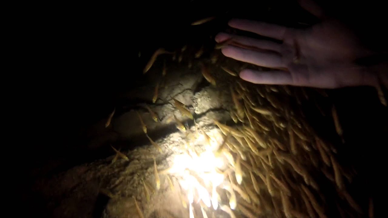 Diving at night in Lake Tanganyika