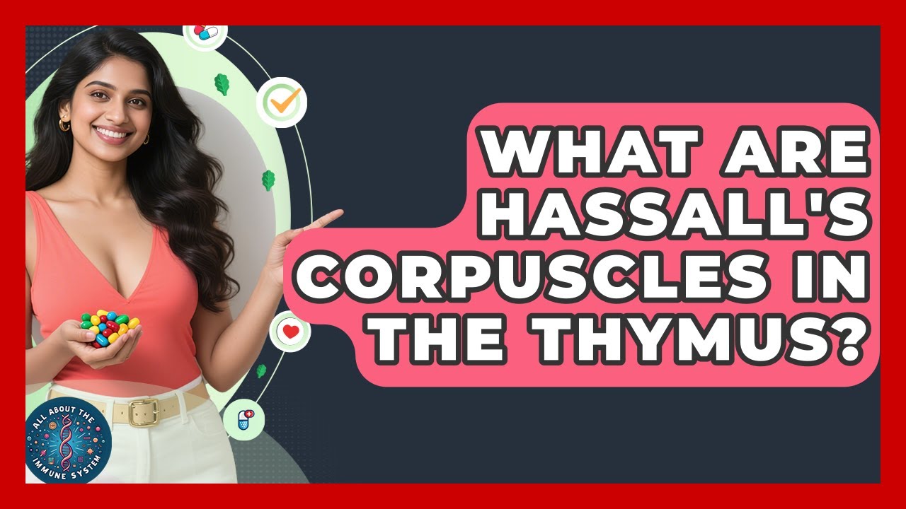 What Are Hassall's Corpuscles In The Thymus? - All About the Immune System