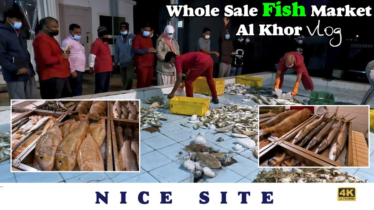 அரேபிய நாட்டில் மீன் ஏலம் எப்படி நடக்கிறது? Fish Market How To Sell Qatar