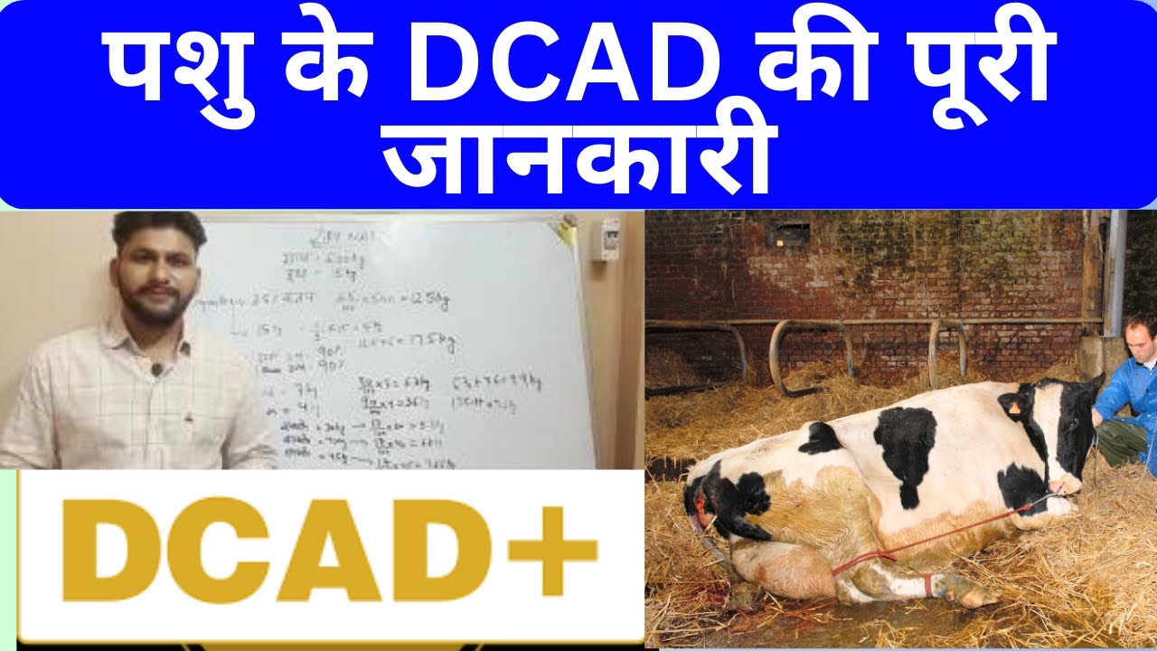 पशु का DCAD कैसे balance करें | Scientific Information @drcharandeep