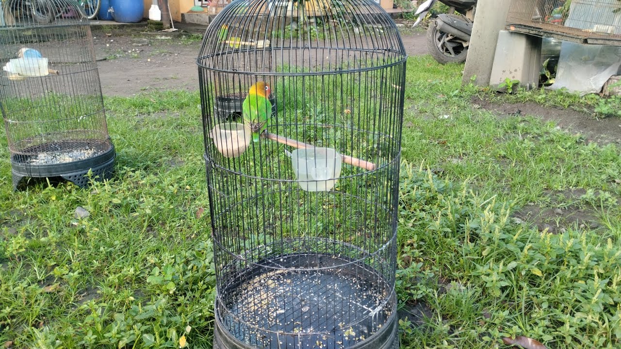 Rawatan Lovebird fighter betina
