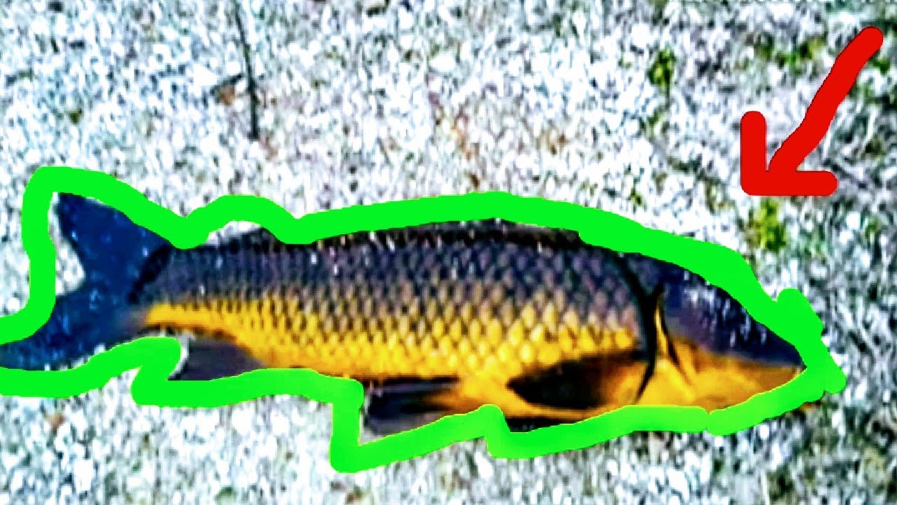 pesca de carpa usando pan como carnada