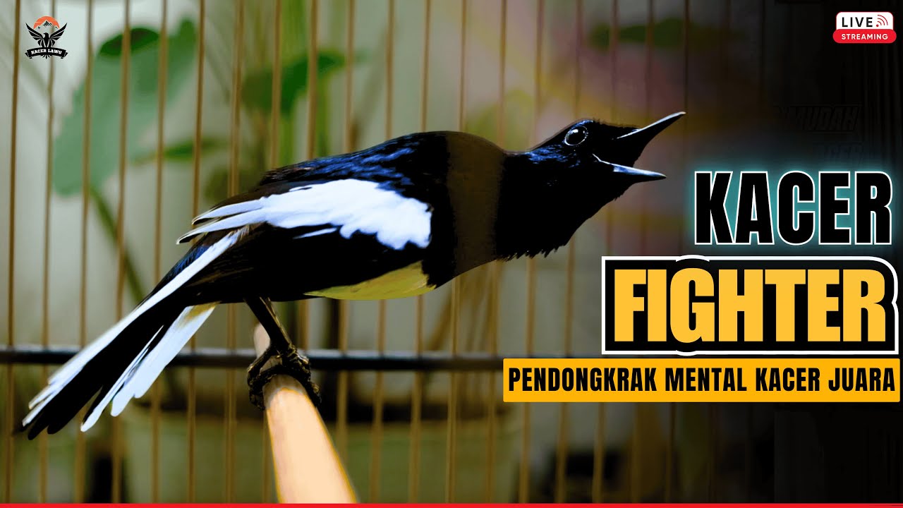 MASTERAN BURUNG KACER GACOR DONGKRAK EMOSI LAWAN🔥 PANCINGAN AMPUH BIKIN KACER LAIN LANGSUNG ON