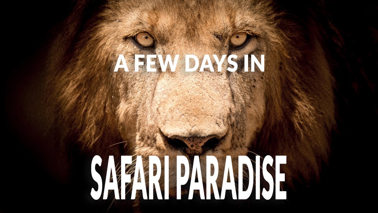 A few days in safari paradise: Kenya wildlife photography safari
