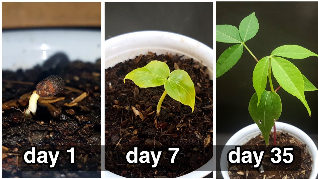 HOW TO GROW KAPOK TREE FROM SEED (Ceiba pentandra)
