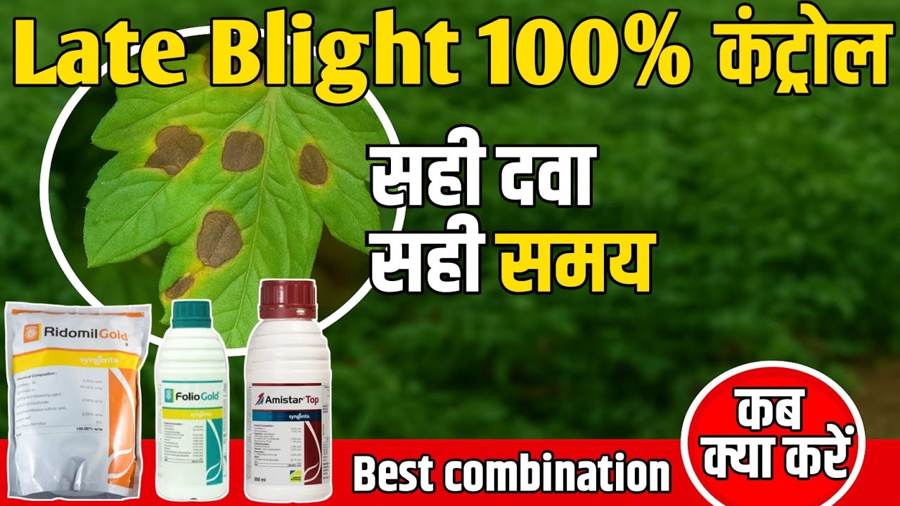 टमाटर में लेट ब्लाइट का पक्का इलाज | Late blight of tomato | Amistar top syngenta| Amistar top 