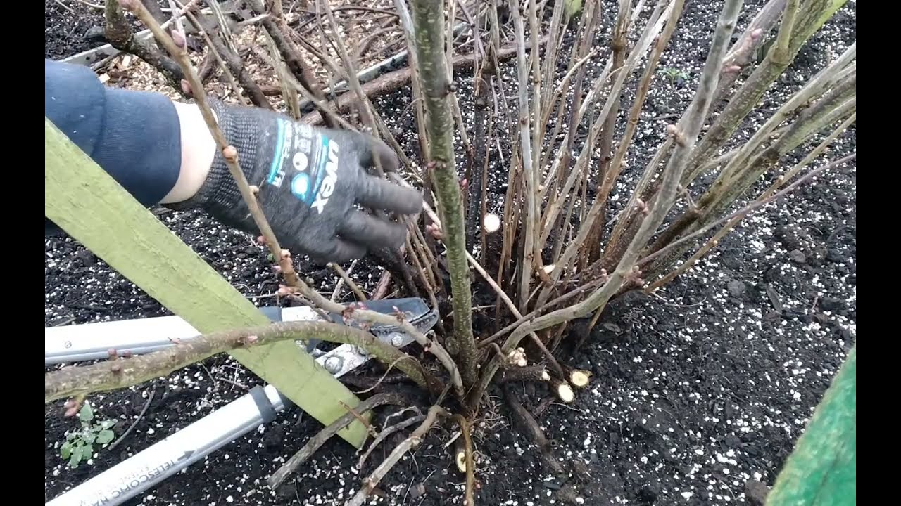 How Do I Prune My Fruit Bushes Red, Black, White Currants & Gooseberries 🫐 Fruit Cage 🫐