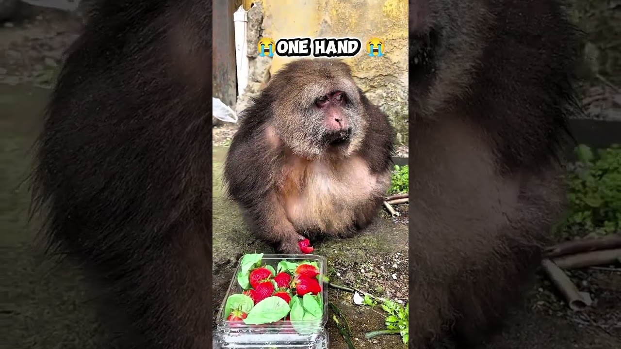 monkey eating the Strawberry #monkey #nature #ytshorts #strawberry