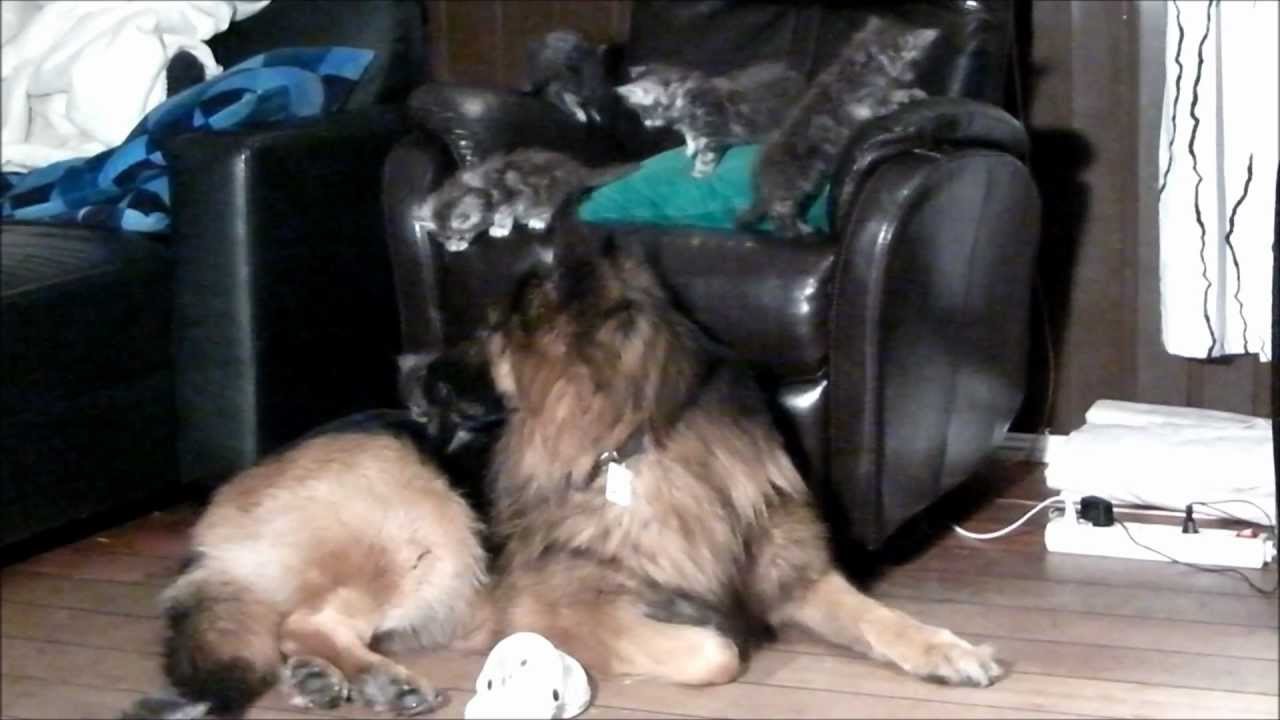 Maine coon kittens abusing German Shepherd dogs!