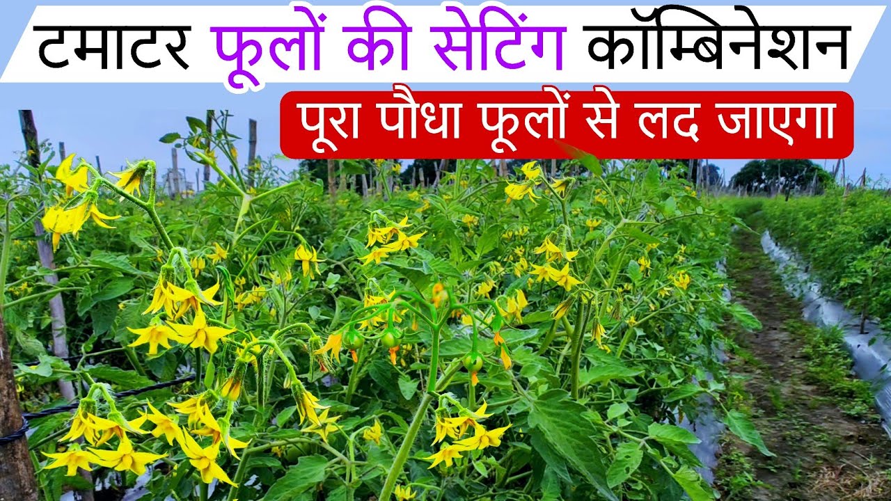 टमाटर में फूलों की संख्या कैसे बढ़ाएं | Tamatar fhool Setting🌱टमाटर फूलों की सेटिंग के लिए क्या डाले