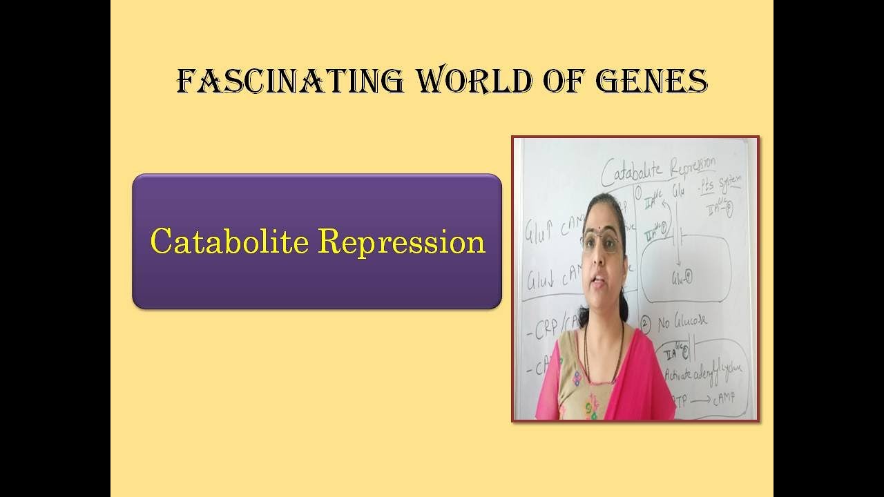 Catabolite Repression/Glucose effect/ Glucose Repression