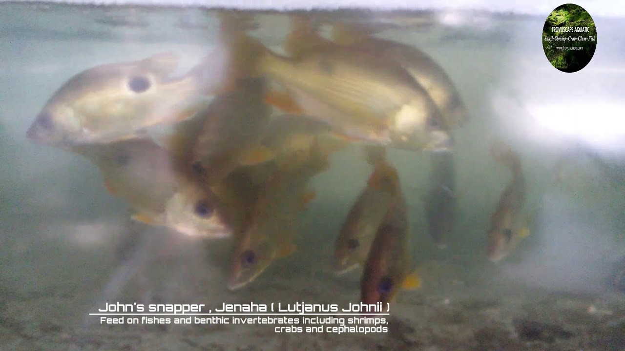 Ikan kakap jenaha freshwater