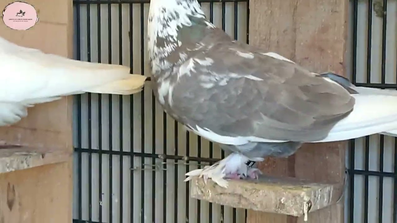 Roller Pigeon Update @ Franks Loft