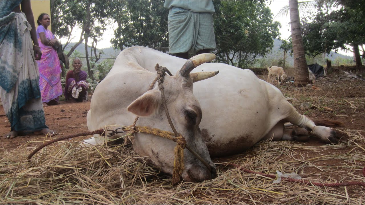 Milk fever/பால் சுரம்