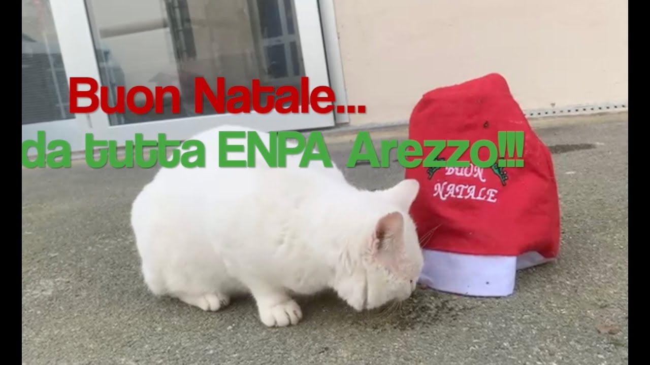Lettera di un volontario agli ospiti del Canile - Natale ENPA Arezzo 2023