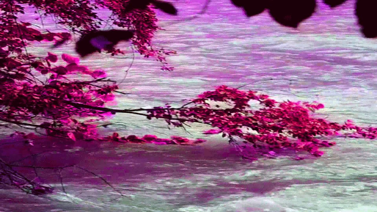𝙏𝙖𝙨𝙝𝙖 𝘾𝙤𝙗𝙗𝙨 - 𝙁𝙤𝙧 𝙔𝙤𝙪𝙧 𝙂𝙡𝙤𝙧𝙮 (𝙨𝙡𝙤𝙬𝙚𝙙+𝙧𝙚𝙫𝙚𝙧𝙗)
