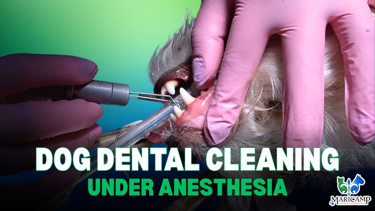 Dog Dental Cleaning Under Anesthesia | Part 3 of 3: Preventing Heart, Liver, and Kidney Disease