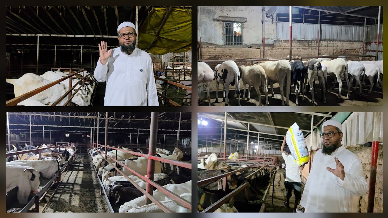 Goat Feeding Time At Noorani Goat Farm | Kya Khilate Ho Aap Bakro Ko | Surat Gujarat. 