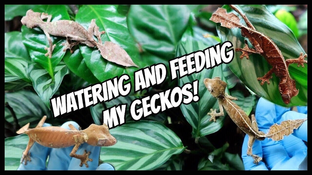 Watering + Feeding my SATANIC leaf tailed geckos (Uroplatus phantasticus)