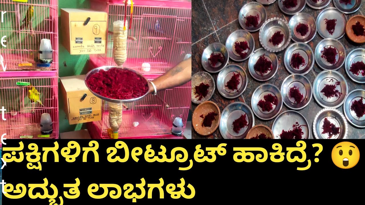 ಪಕ್ಷಿಗಳಿಗೆ ಬೀಟ್ರೂಟ್ ಹಾಕಿದ್ರೆ ಏನು ಲಾಭ? | Beetroot Benefits for Birds | Budgie Care Kannada