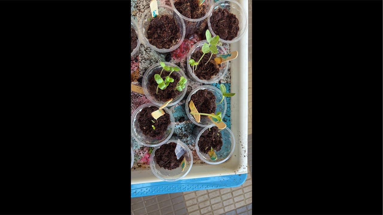 Plantcare88 #seedgermination #homegarden #viral #livestream #summer flowering seed