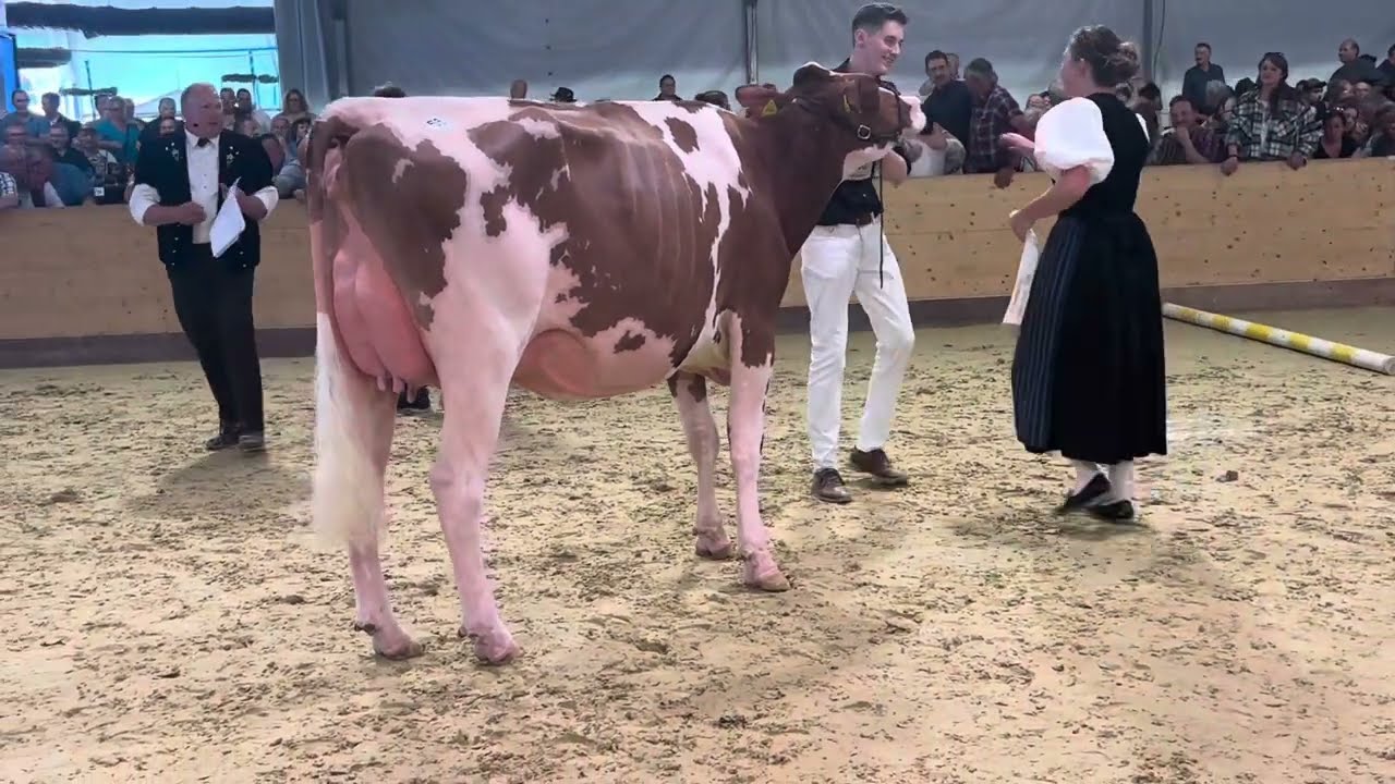Rassensiegerin Red Holstein/Holstein BEA Eliteschau 2025